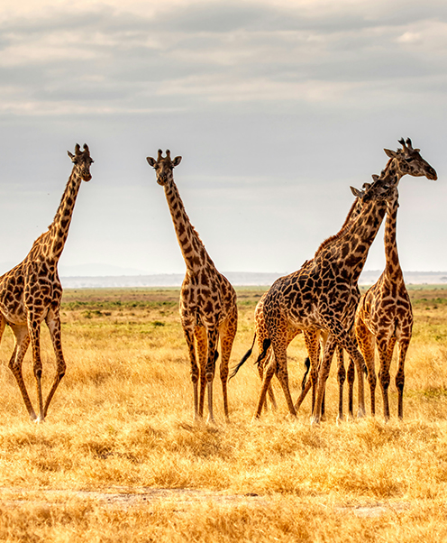 Afrika destinasyonları